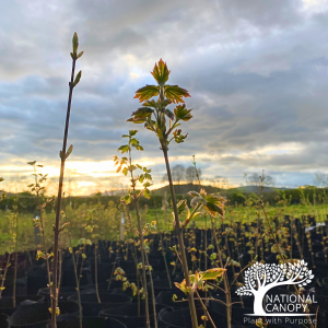 uk_field_maple_hedge_hedging_acer_campestre_spring_potted_bareroot_buds_national_canopy_02