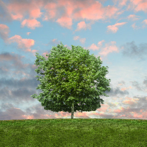 lasting_legacy_national_canopy_image