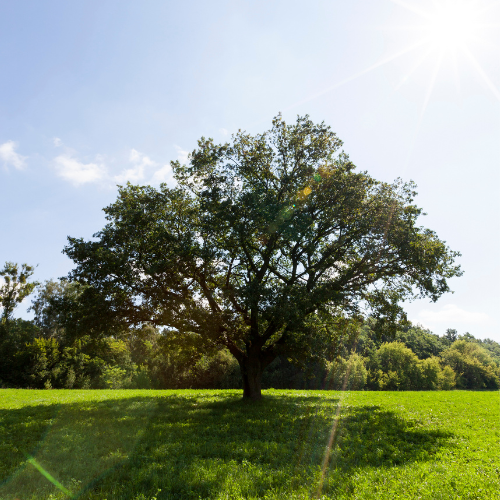 oak_crown_national_canopy_oak_canopy